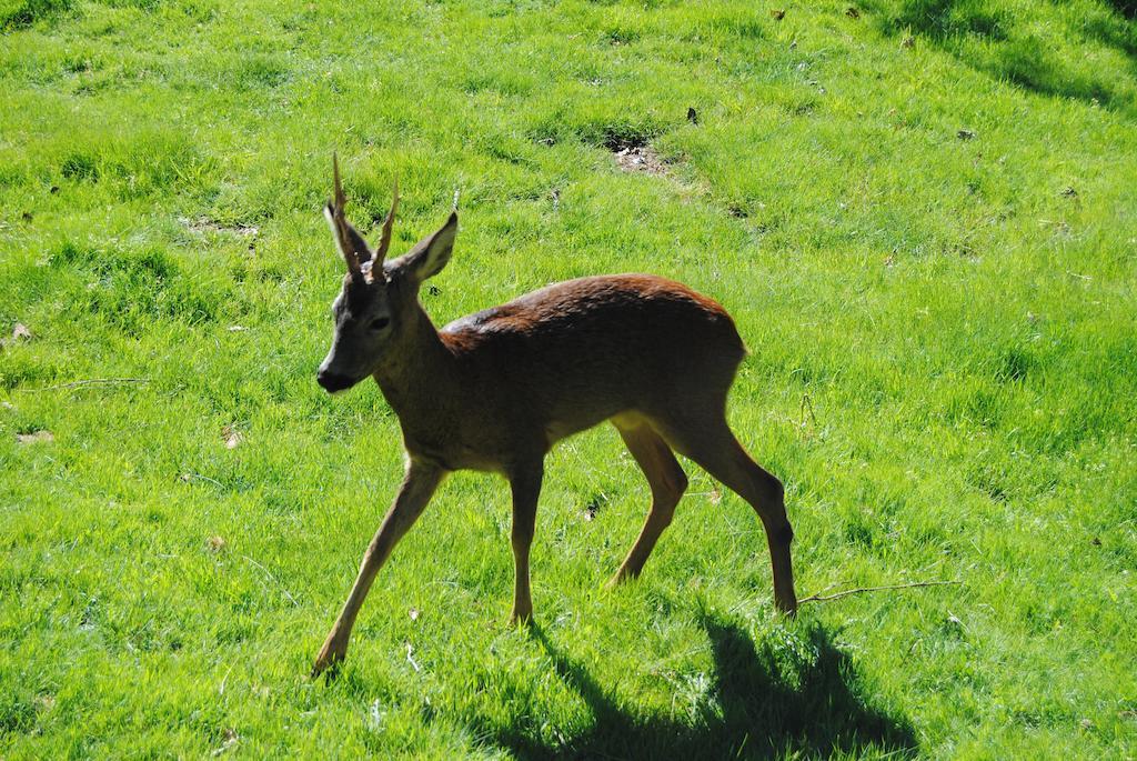 Parque Biologico De Vinhais Esterno foto