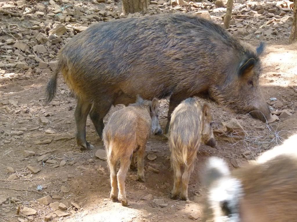 Parque Biologico De Vinhais Esterno foto