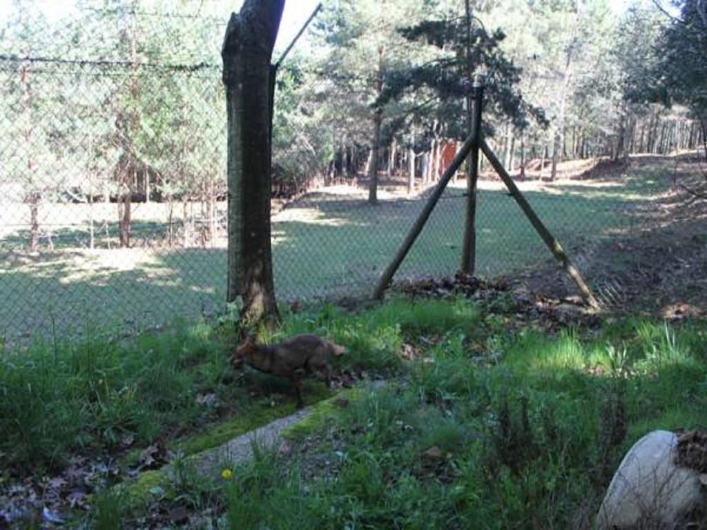 Parque Biologico De Vinhais Esterno foto